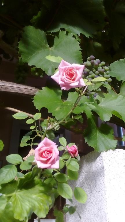 Apartment Yelena Rose West زادار المظهر الخارجي الصورة